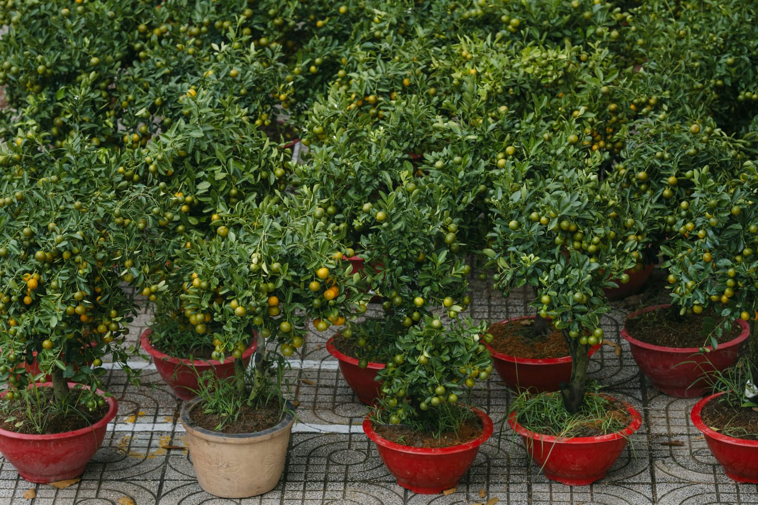 10 Rekomendasi Tabulampot yang Cepat Berbuah dan Mempercantik Hunian