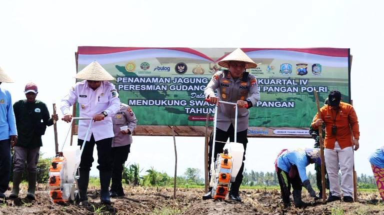 Dukung Ketahanan Pangan, Polres Probolinggo Tanam Jagung Kuartal IV di Desa Sidodadi Paiton
