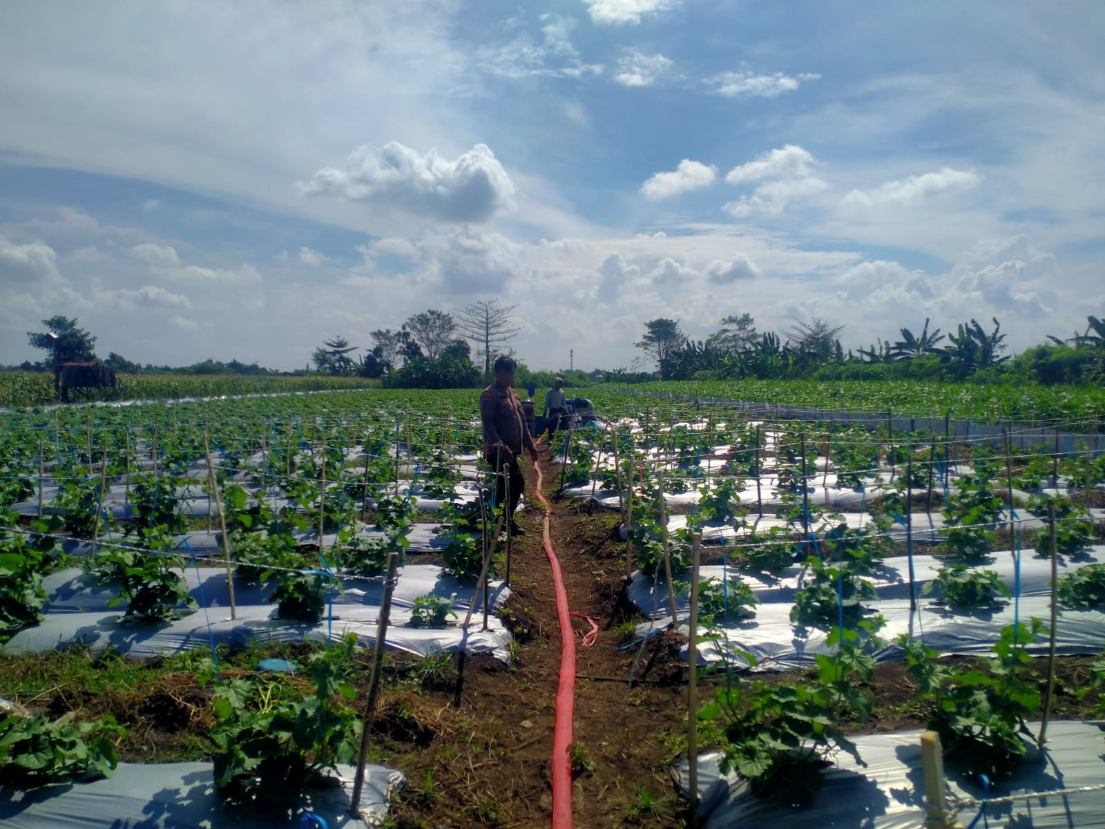 Polsek Prambon Tinjau Lahan Pekarangan Pangan Bergizi