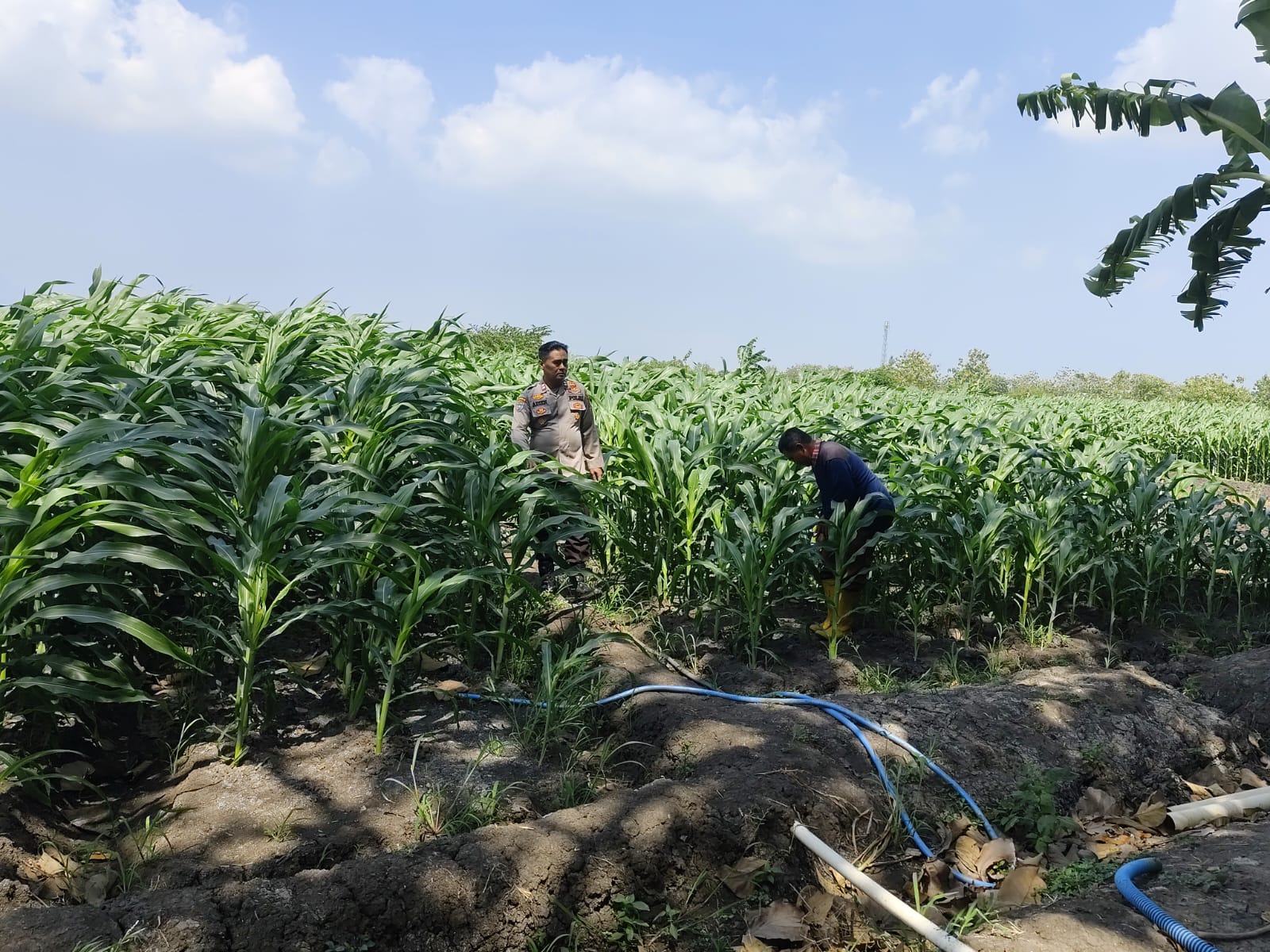 Polsek Krembung Perkuat Ketahanan Pangan, Rawat Lahan Jagung Program P2B di Desa Lemujut