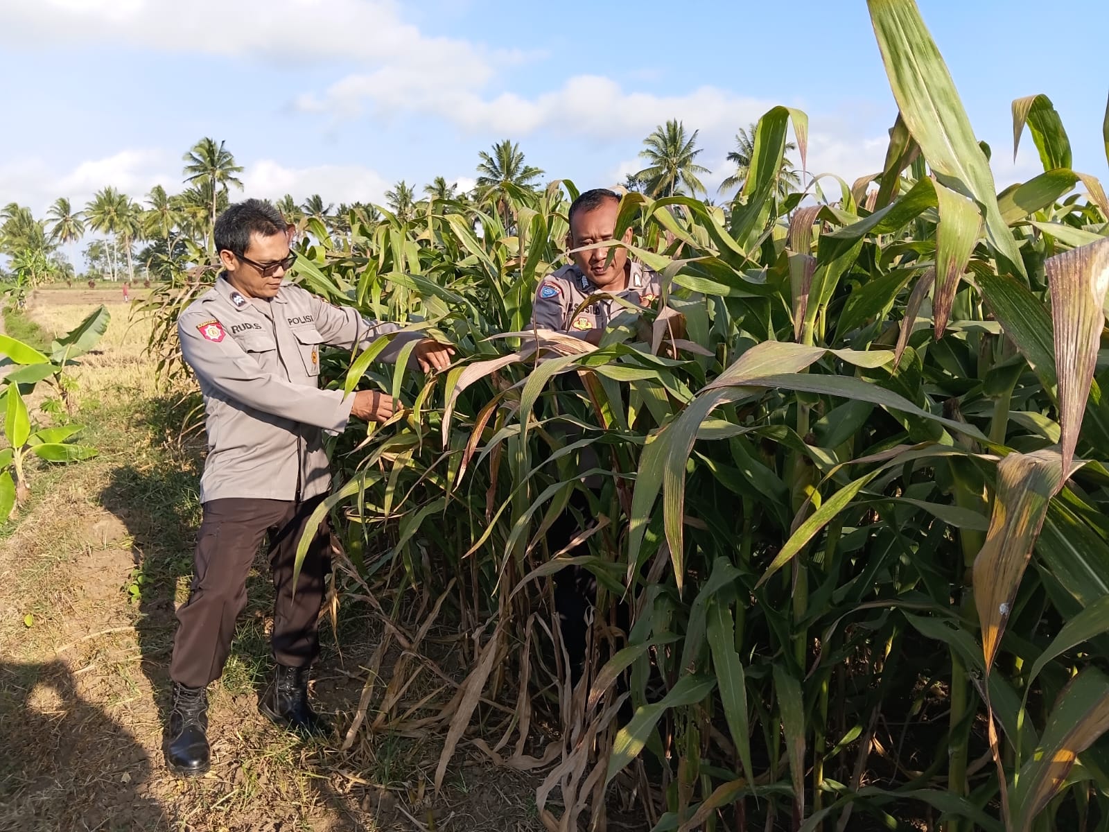 Bhabinkamtibmas Polsek Pasrujambe Cek Perkembangan Tanaman Jagung Warga