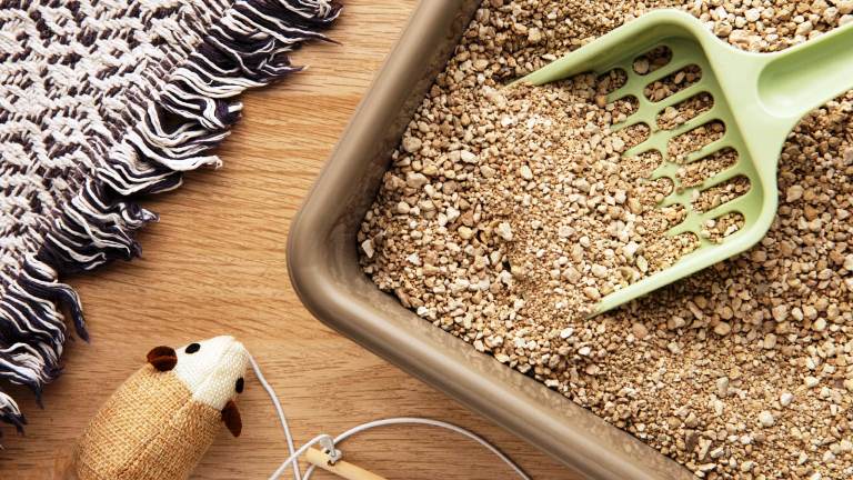 Cara Memilih Pasir Kucing yang Ampuh Mengatasi Bau dan Tetap Aman