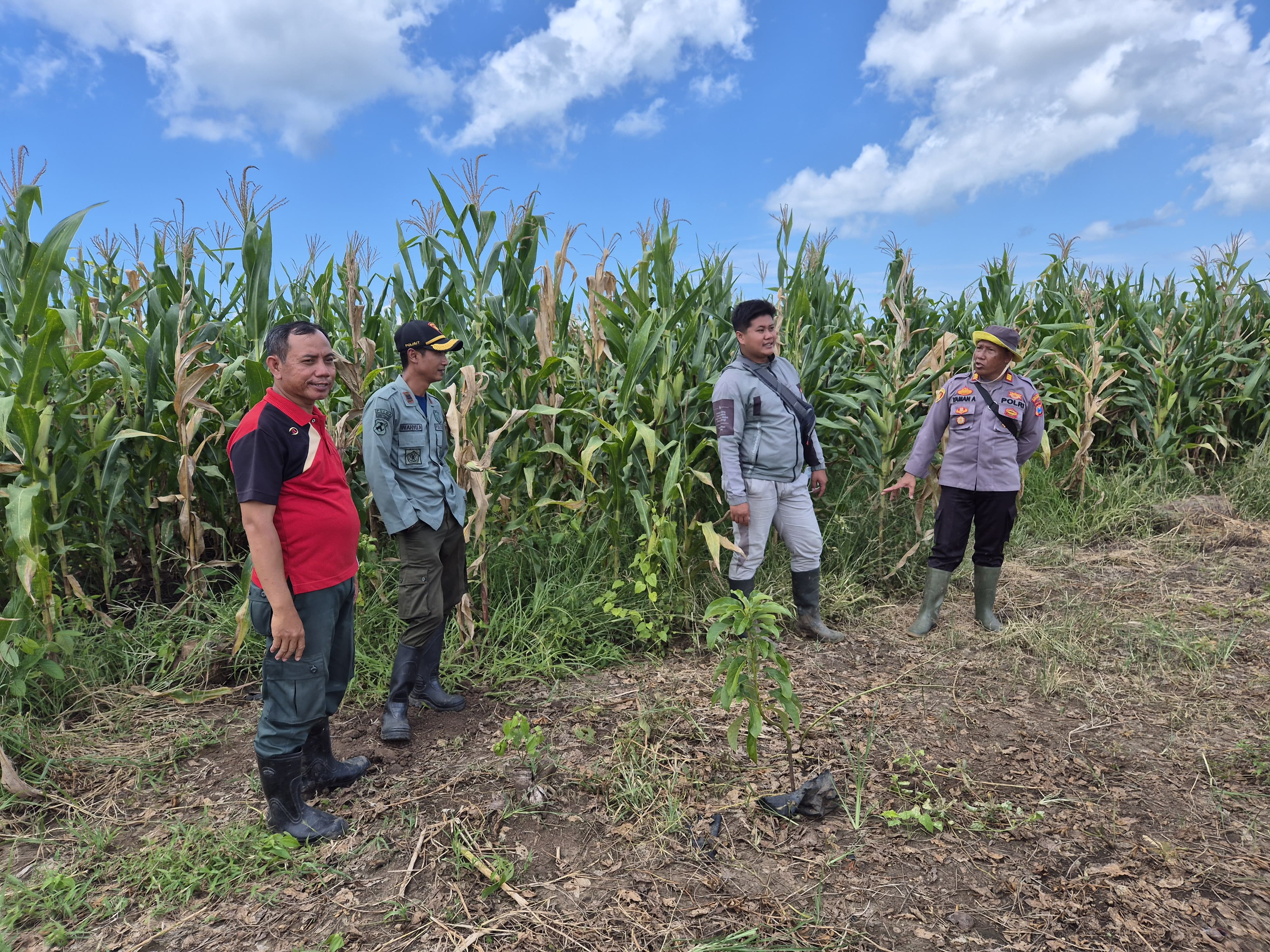 Polsek Siliragung dan Perhutani Cek Tanaman Jagung dan Lahan Pascapanen, Dukung Ketahanan Pangan
