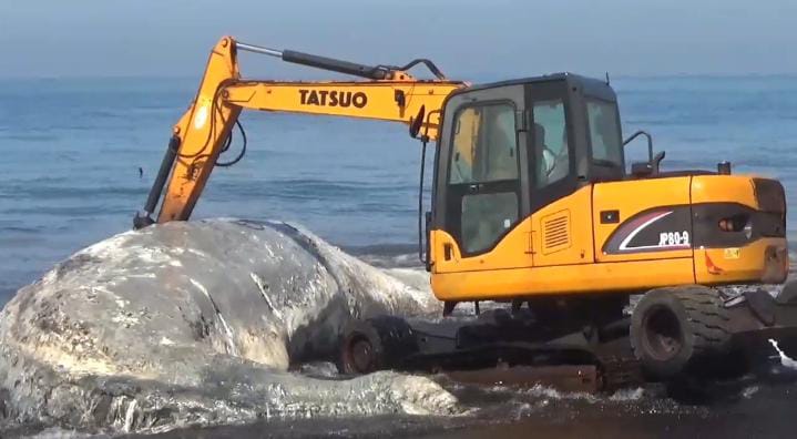 Tragedi Pantai Nyamplong, Paus Mati Membusuk, Evakuasi Terkendala