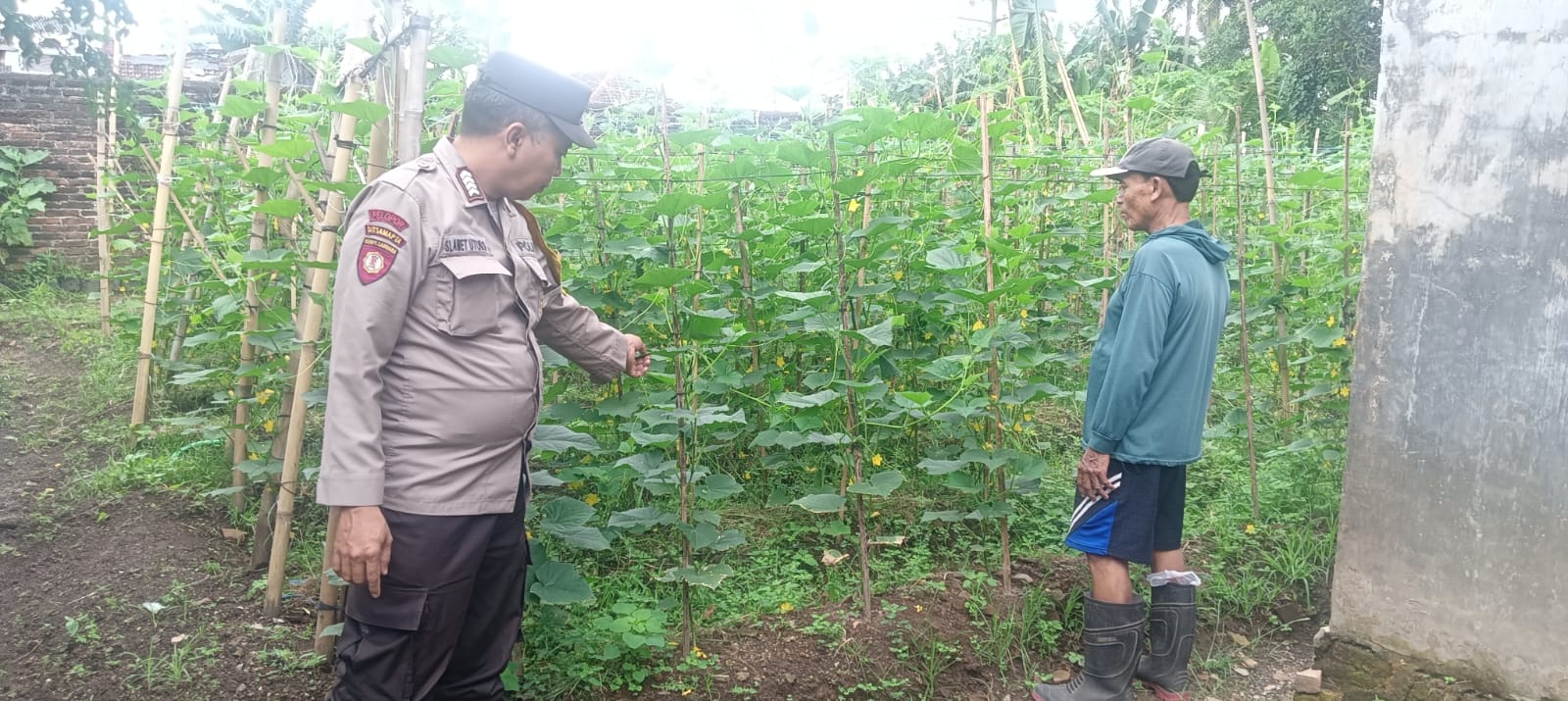 Sinergi Polri dan Warga Hijaukan Pekarangan, Dorong Ketahanan Pangan Keluarga