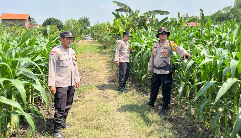 Cek Tanaman Jagung, Polsek Krembung Dukung Ketahanan Pangan di Sidoarjo