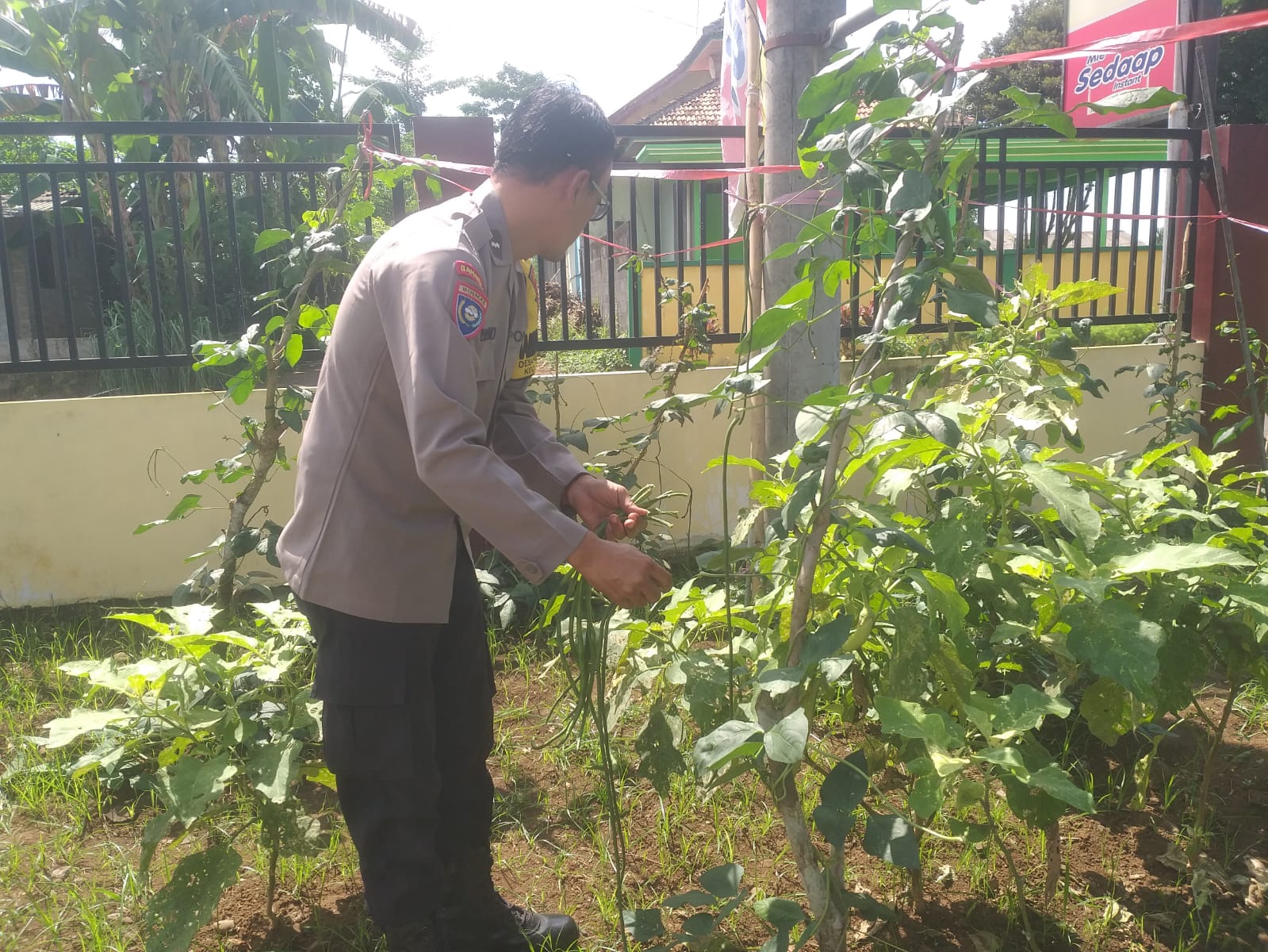 Dukung Ketahanan Pangan Nasional, Polsek Padang Sulap Pekarangan Mako Jadi Ladang Sayuran