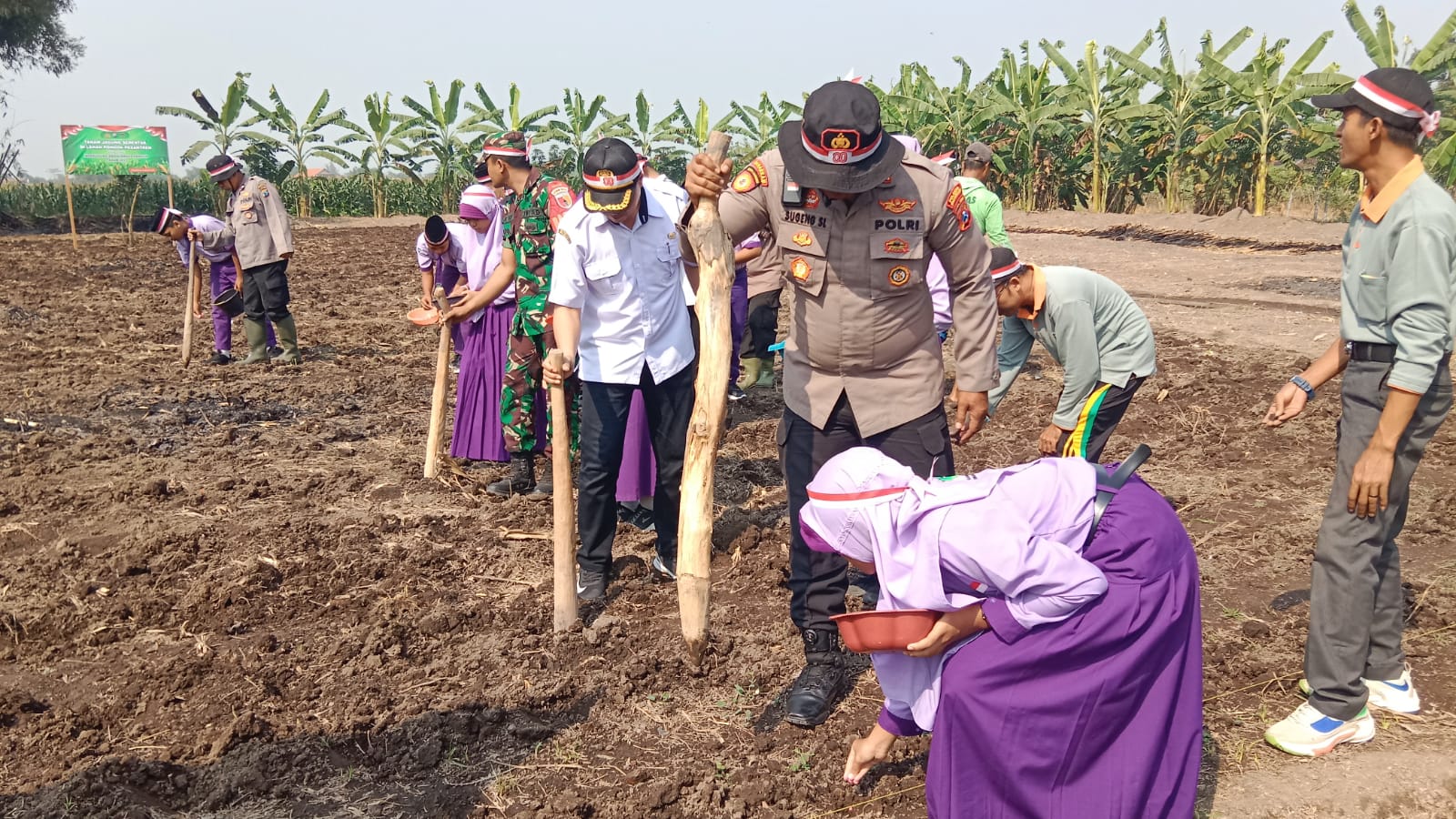 Kapolsek Balongbendo dan Santri Tanam Jagung di Lahan Ponpes