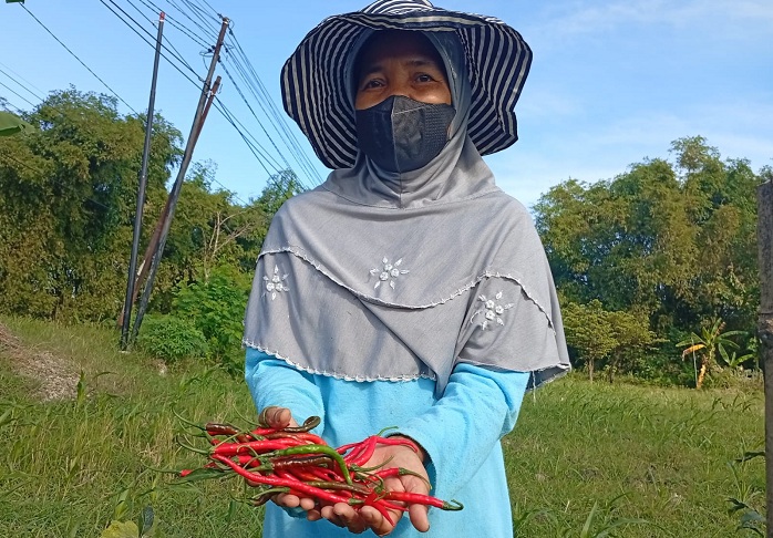 Petani Cabai di Madiun Merugi Akibat Serangan Lalat Buah