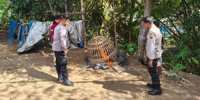 Polisi Bongkar dan Bakar Arena Sabung Ayam di Gedangan Malang