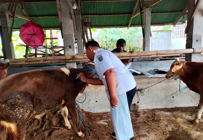 Disnak Jombang Gencarkan Vaksinasi Massal, Kasus PMK Terus Bertambah