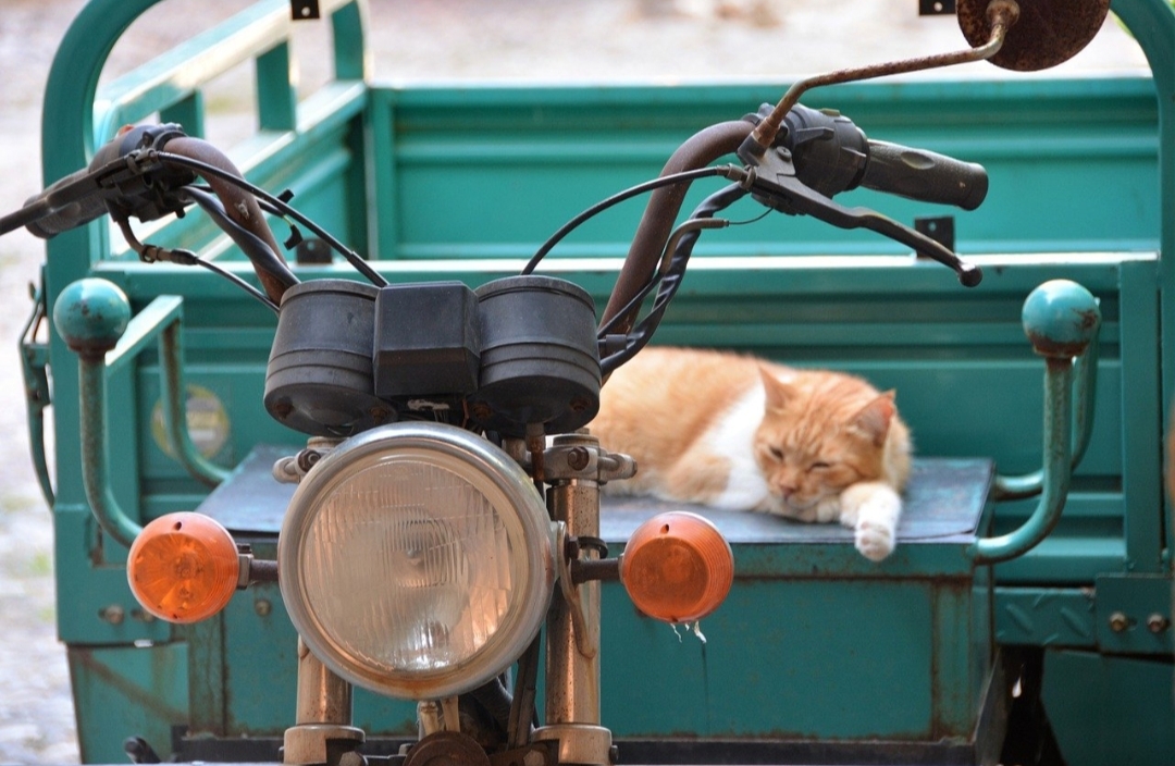 Persiapkan Hal Ini untuk membawa Kucing Peliharaan Anda saat Mudik