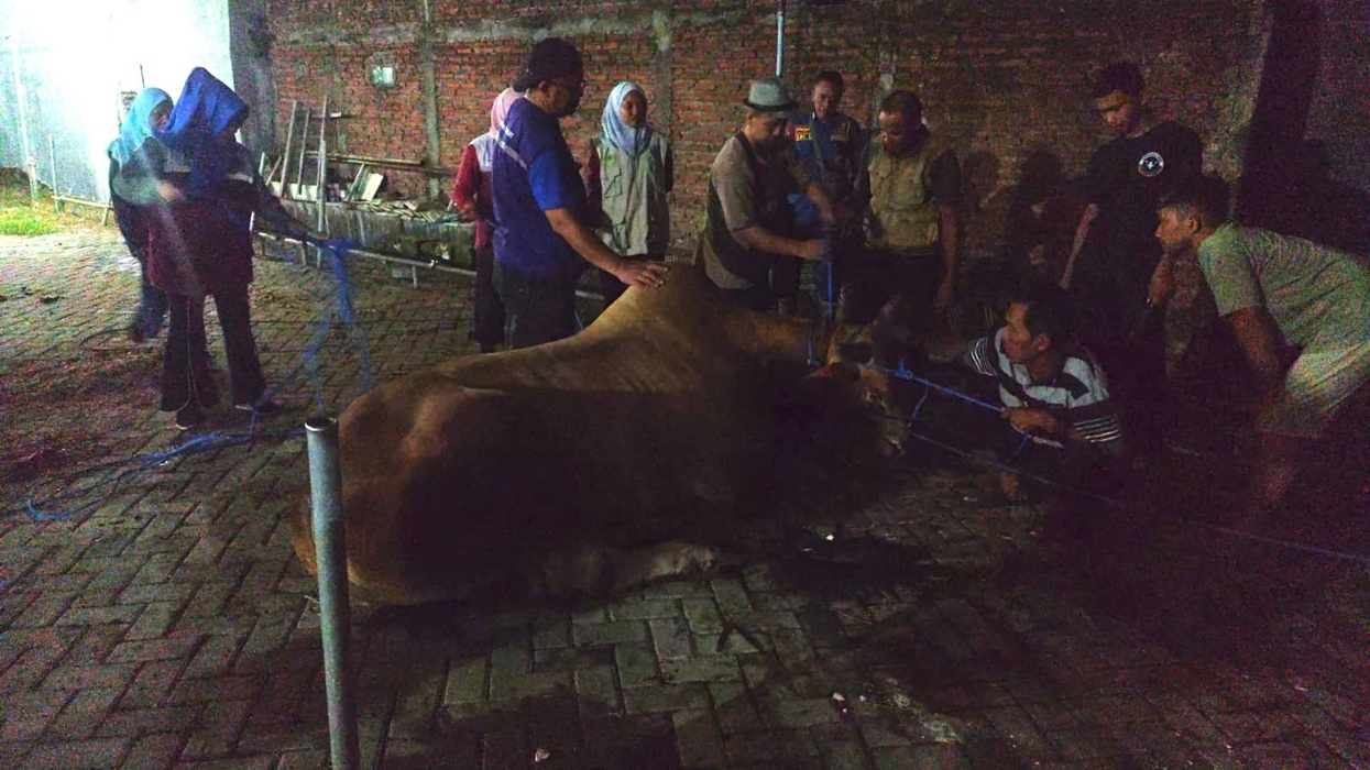 Sapi Kurban di Gresik Lepas karena Stres Berat, Damkar dan Petugas Gabungan Turun Tangan