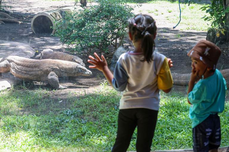 Komodo KBS Surabaya Dipinjamkan ke iZoo Jepang untuk Program Breeding