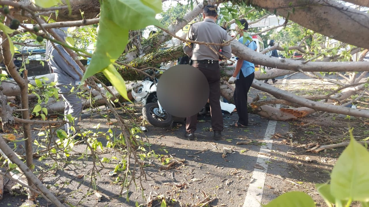 Pemotor Asal Bojonegoro Tewas Tertimpa Pohon Tumbang di Jalan Raya Desa Karangduren