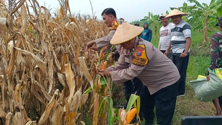 Polsek Tulangan dan Petani Panen Jagung di Lahan Produktif Desa Pangkemiri Sidoarjo