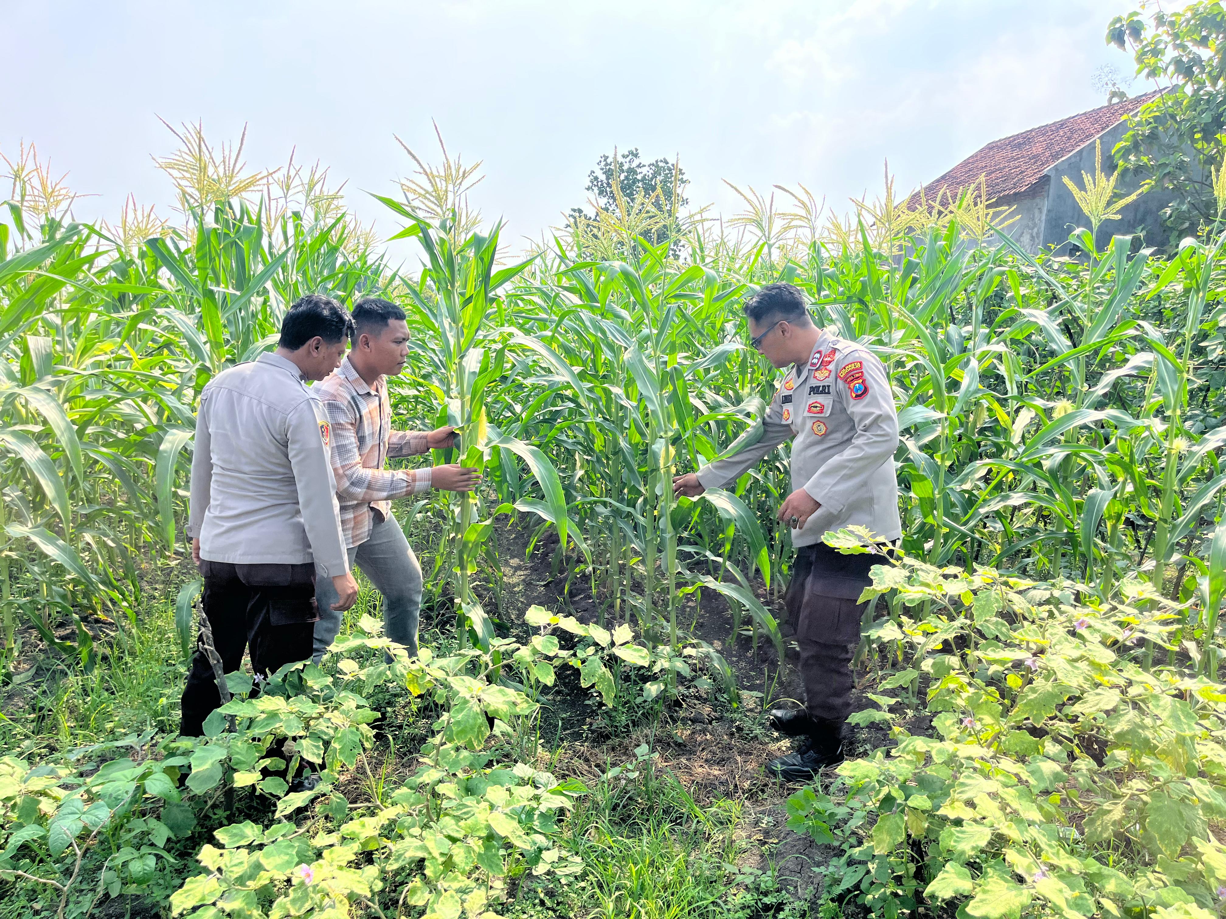 Polisi Dampingi Petani Rawat Tanaman Jagung, Dukung Program Ketahanan Pangan