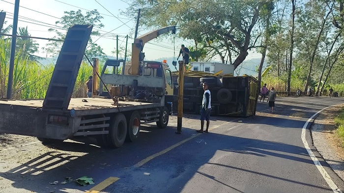 Oleng, Truk Ngguling Tabrak Pohon Asam, Kernet Luka dan Anak Ayam Semburat 