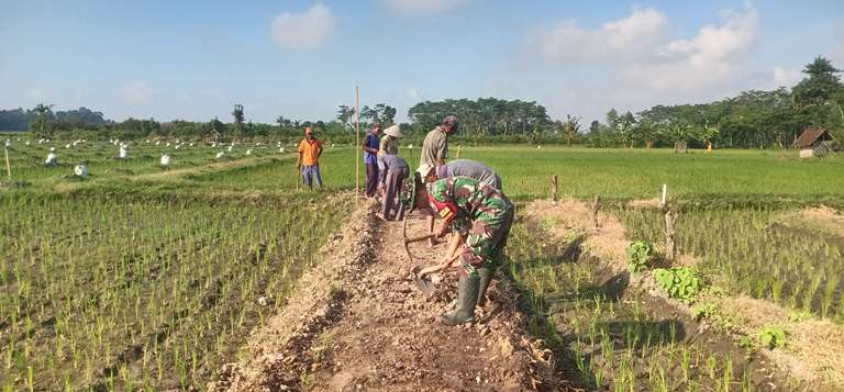 Dorong Produktivitas Pertanian, Babinsa Yosowilangun Lor Pendampingan Perawatan Jalan Menuju Pertanian