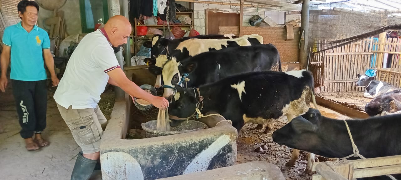 Jelang Pertengahan Ramadan, Produksi Susu Dusun Brau Menurun 
