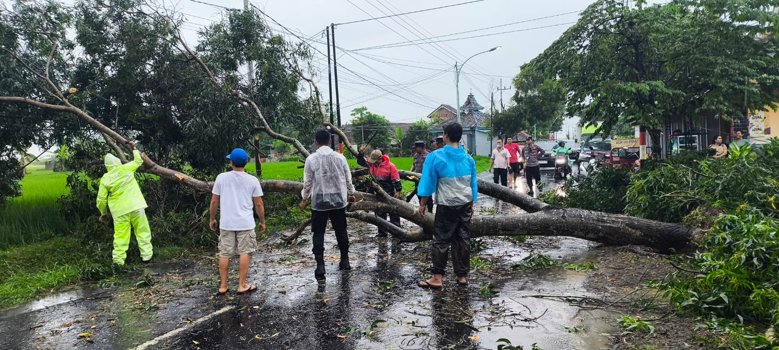 Polresta Banyuwangi Bersama Stakeholder Bersihkan Pohon Tumbang