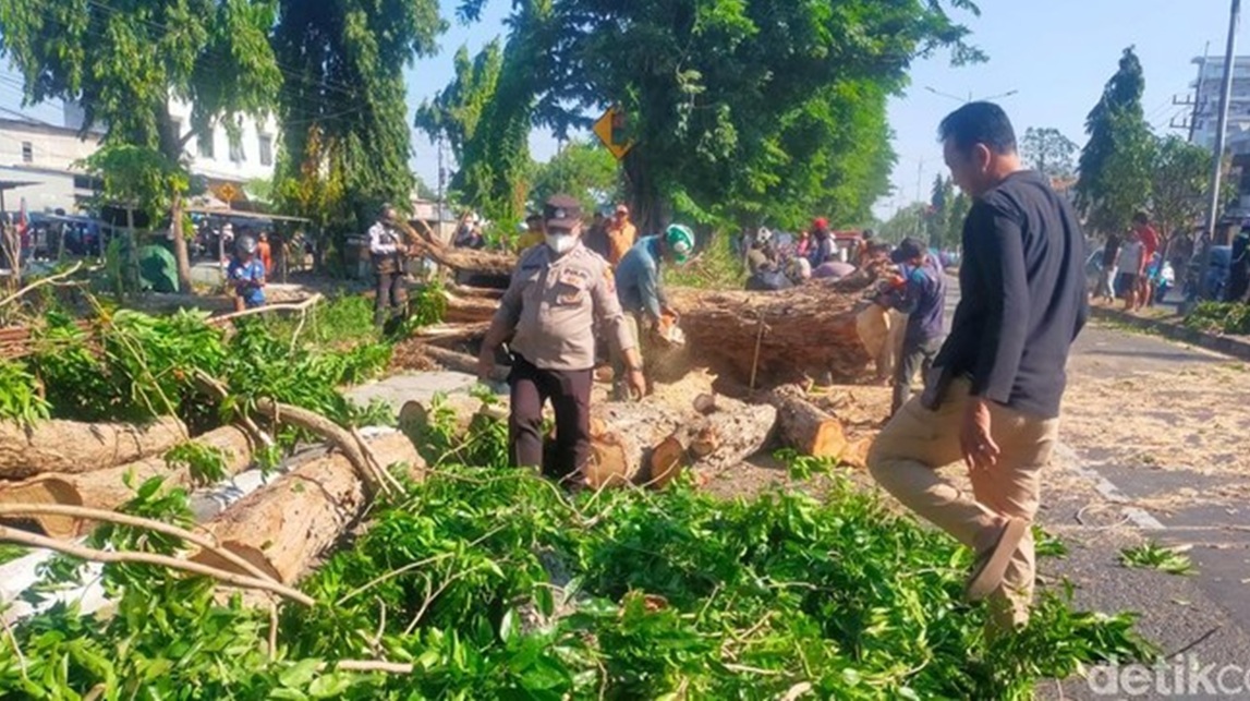 Sidoarjo Dilanda Angin Kencang, Pohon Tumbang Lukai 2 Pemotor