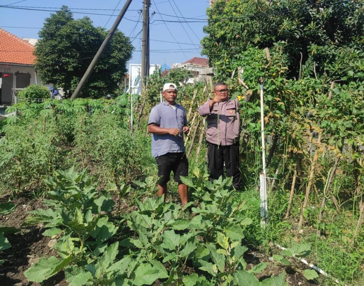 Bhabinkamtibmas Rungkut Kidul Panen Kacang Panjang Bersama Kelompok Tani