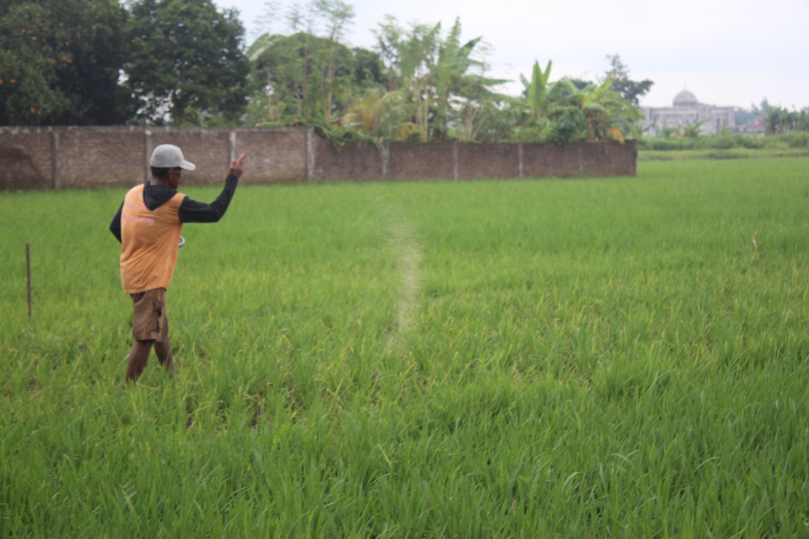 Harga Pupuk Bersubsidi Turun, Petani Jombang Semringah