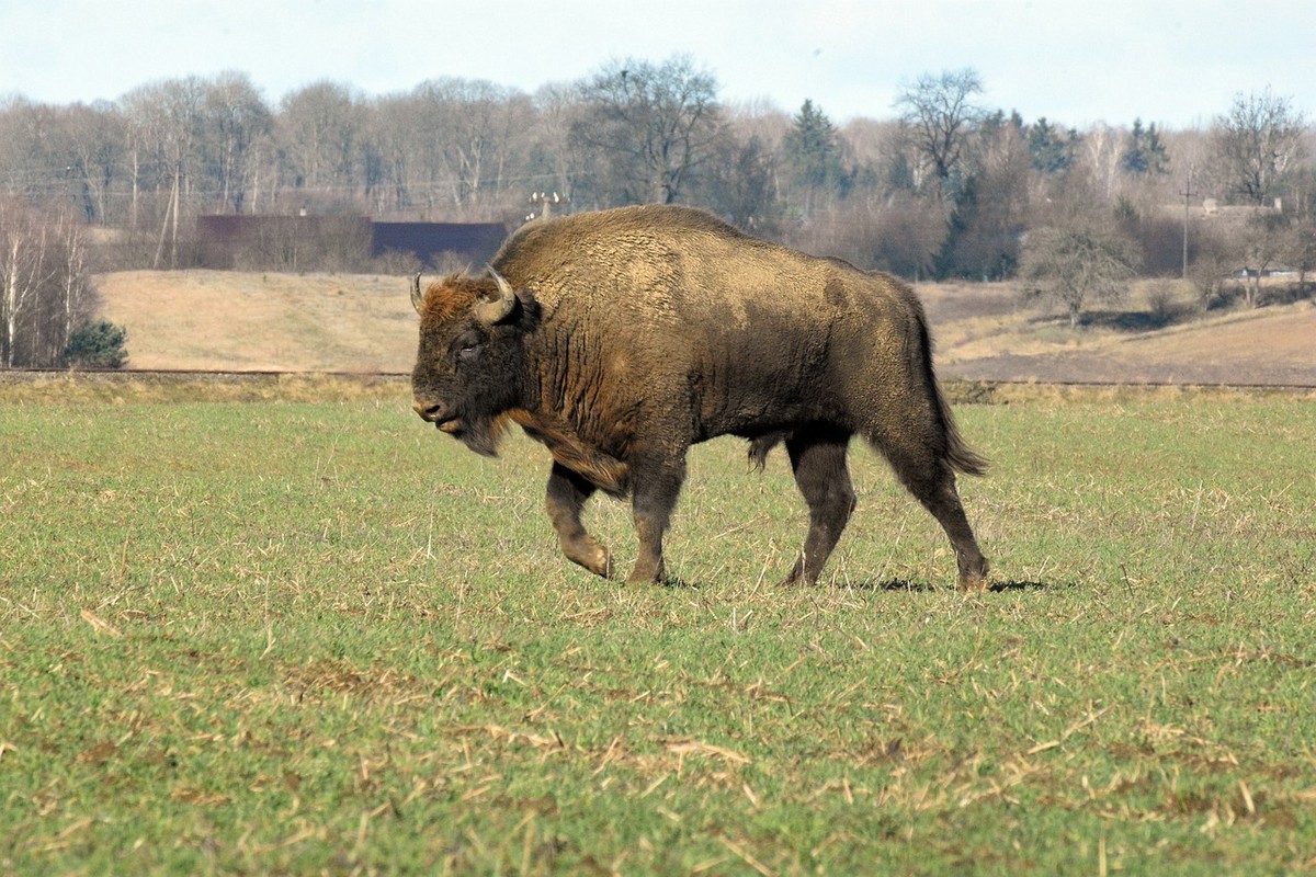 Fakta Menarik tentang Bison, Hewan Mamalia Raksasa Amerika Utara