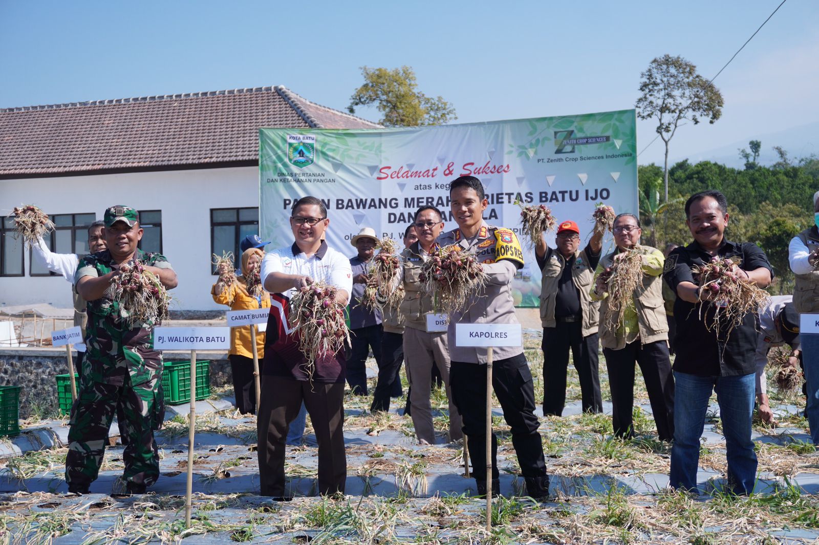 Kota Batu Panen Bawang Merah Varietas Batu Ijo dan Nila