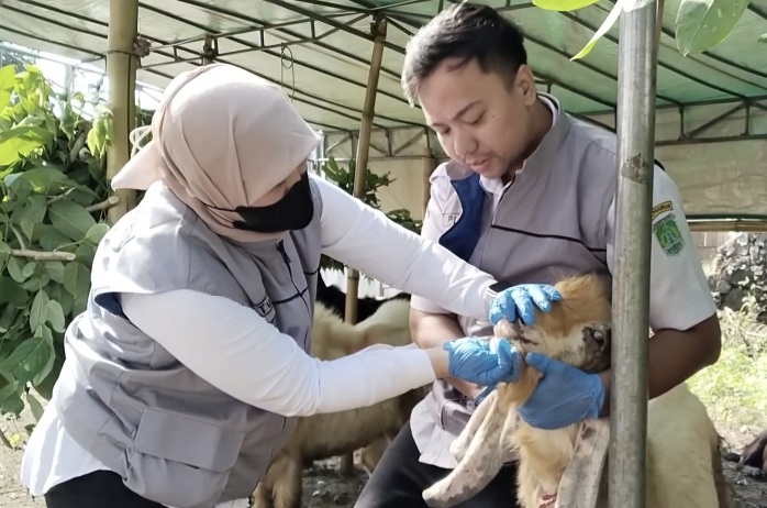 Disnak Keswan Kabupaten Pasuruan Perketat Pengawasan Hewan Kurban Jelang Iduladha