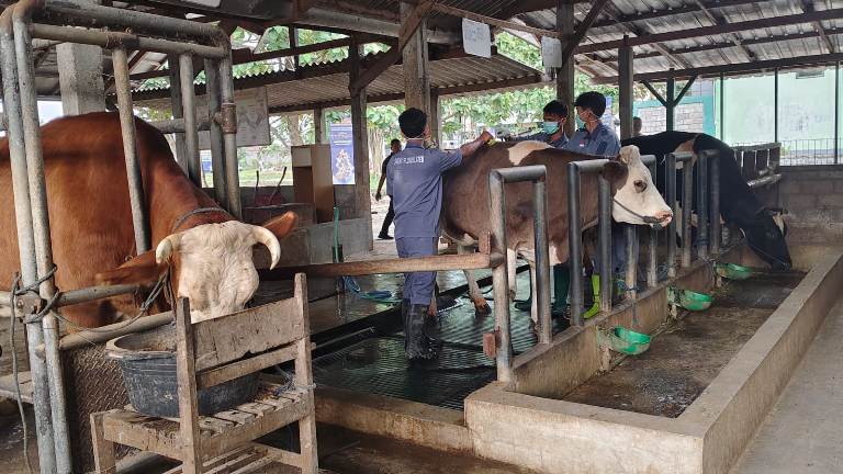 Kasus PMK di Ngawi Merebak, Pemprov Jatim Pastikan Situasi Terkendali