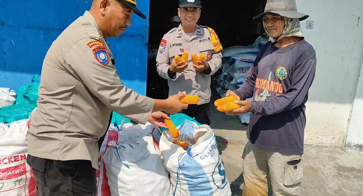 Polsek Tanggulangin Dampingi Gapoktan Randegan Jemur Hasil Panen Jagung