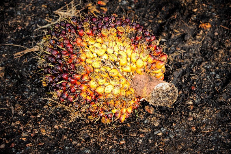 Inovasi Mengolah Kelapa, Dari Minyak Goreng hingga Biofuel Masa Depan