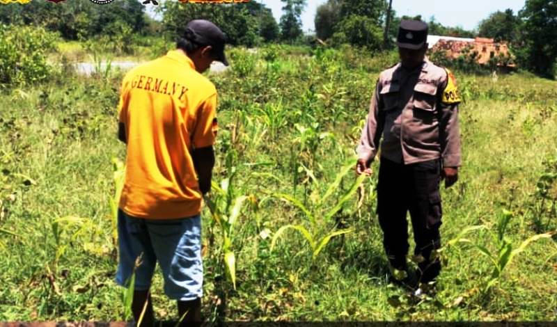 Sambang Desa Rosep, Polsek Blega Berharap Petani Jagung Dukung Misi Swasembada Pangan