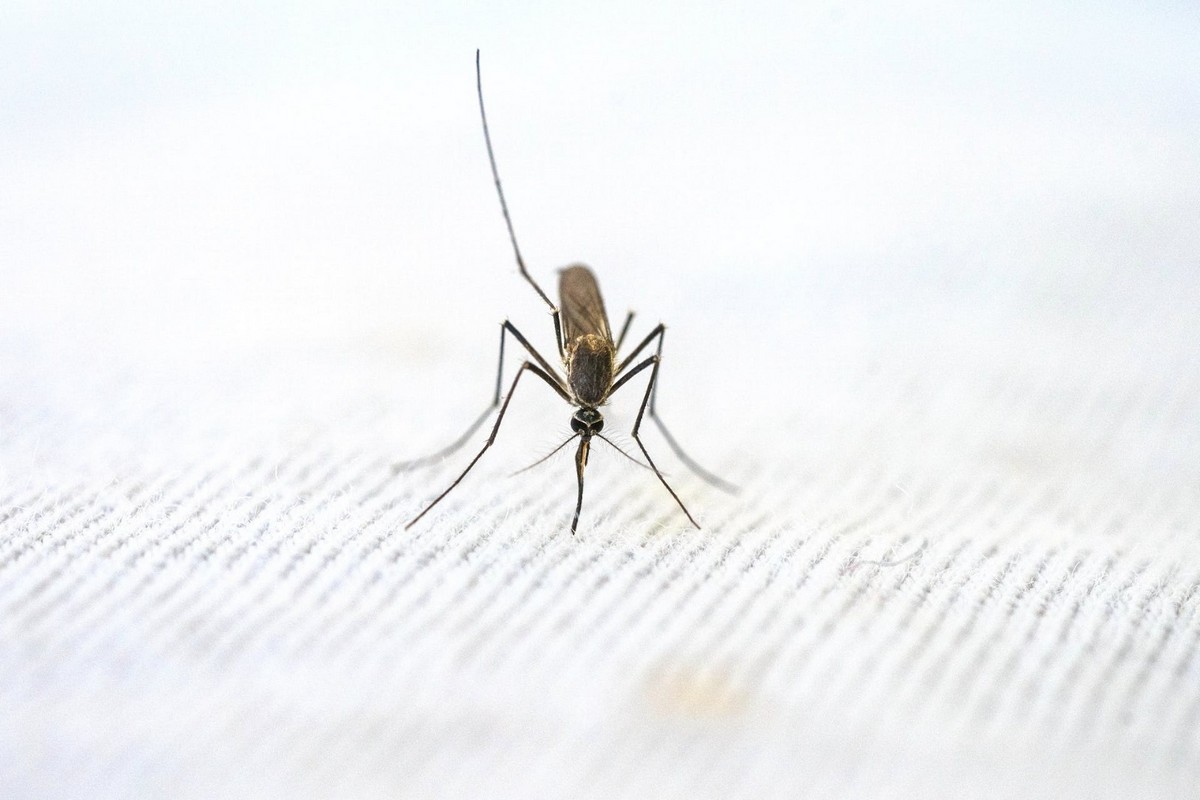 Musim Hujan Tiba, Ini 8 Tips Jitu dan Aman Usir Nyamuk