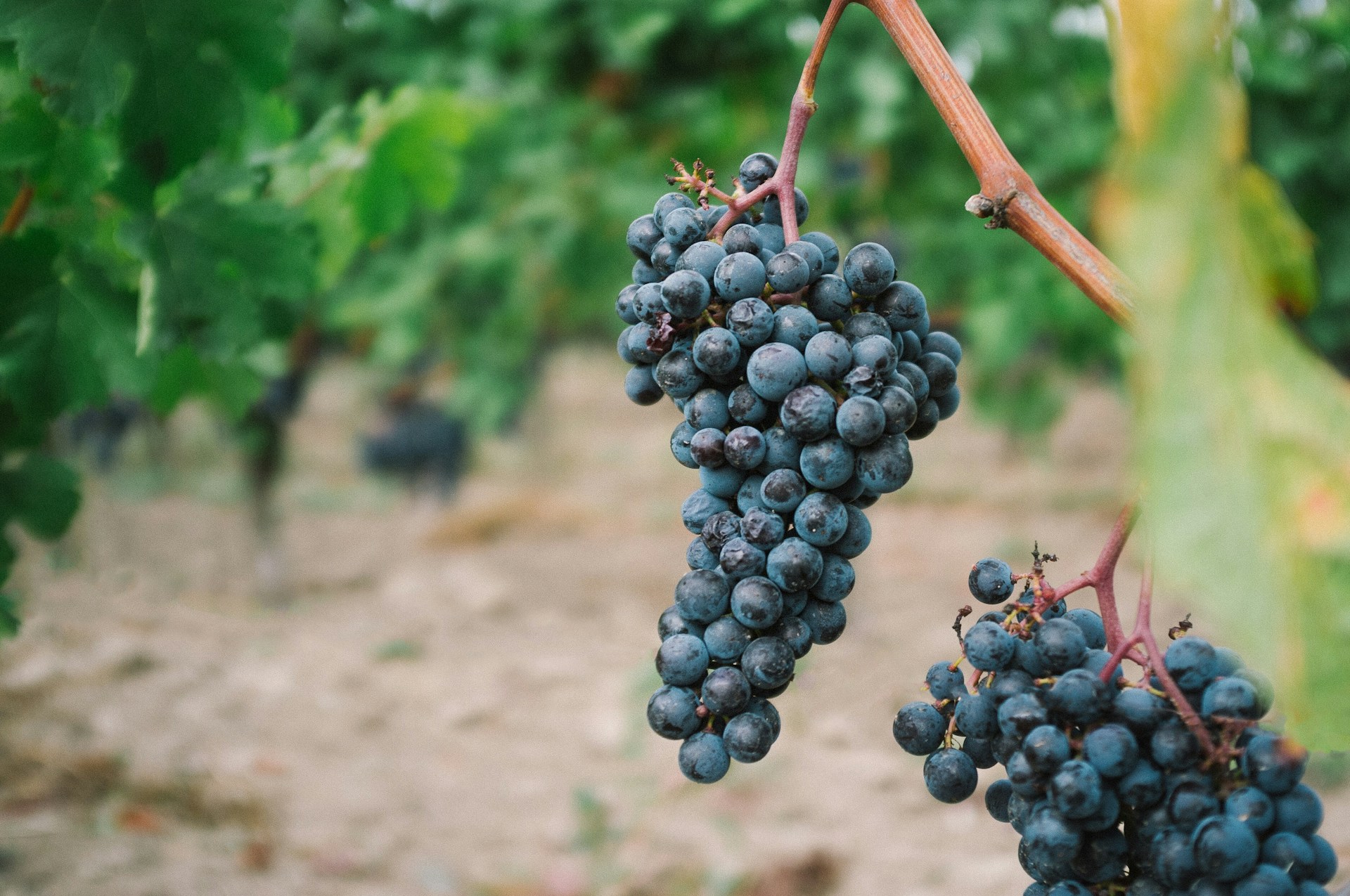 5 Manfaat Mengkonsumsi Buah Anggur Si Mungil Kaya Manfaat
