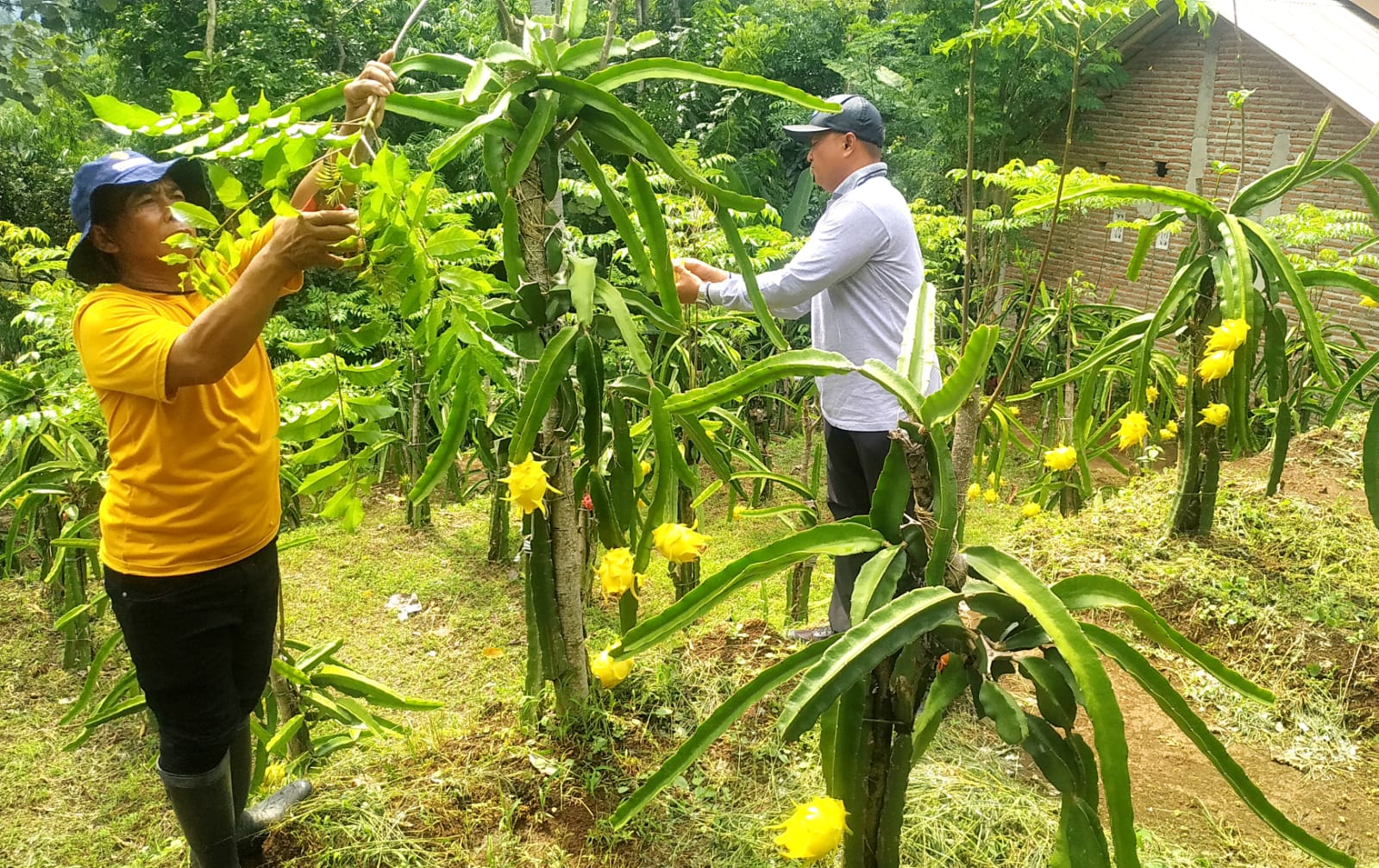 Petani di Jember Sukses Budidaya Buah Naga Kuning Langka