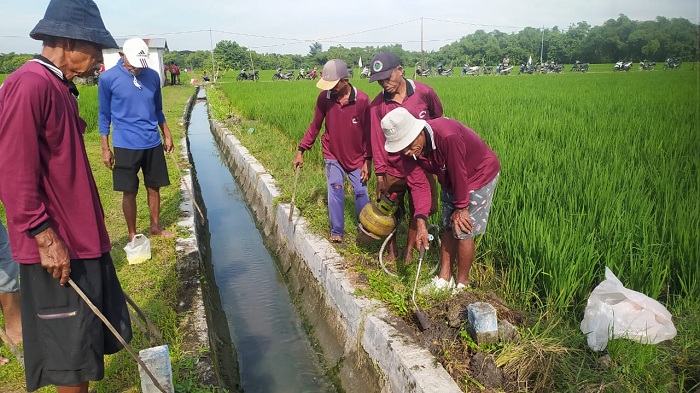 Atasi Hama Tikus, Petani di Ngawi Gropyokan dan Pasang Rumah Burung Hantu