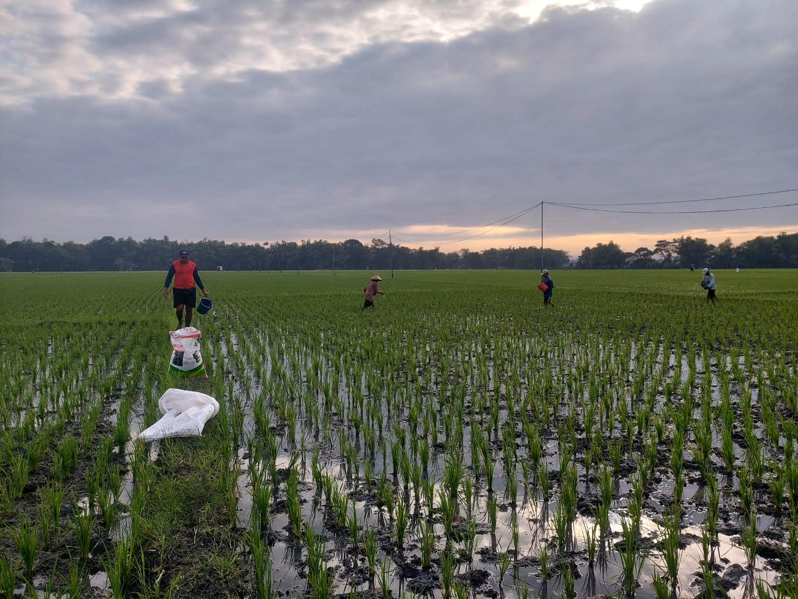 Serapan Pupuk Bersubsidi Ngawi Capai 38 Persen hingga Mei 2025