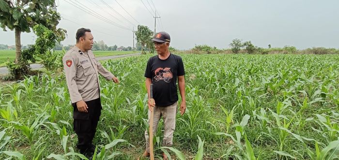 Kapolsek Tarik Gerakkan Polisi Cinta Petani, Cegah Gagal Panen  