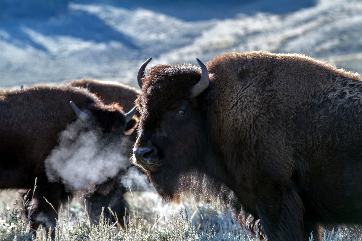 Bison vs Sapi, Memahami Perbedaan Hewan Mamalia yang Mirip