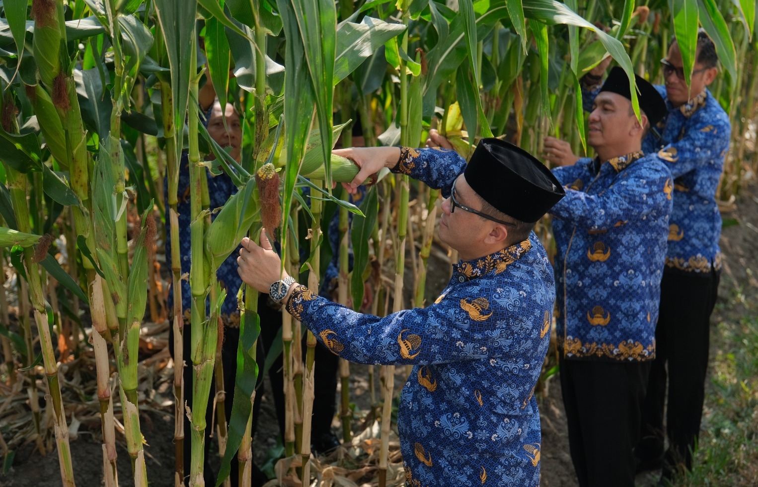Kalapas Malang Turun Langsung Panen Perdana Jagung Manis Bersama Warga Binaan di Area Brandgang