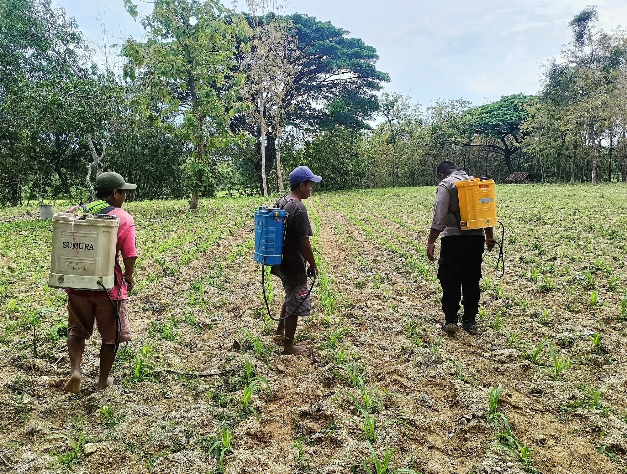 Dukung Ketahanan Pangan, Polsek Margomulyo Bersama Masyarakat Olah Lahan agar Produktif