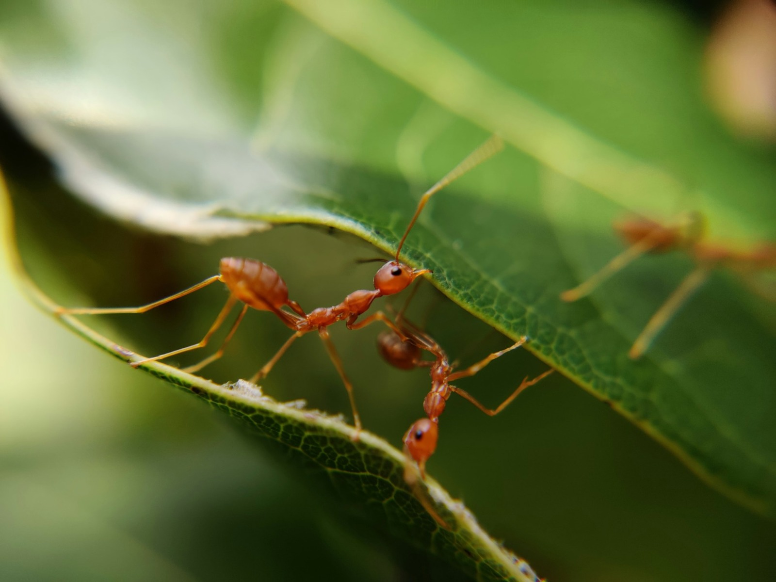 Ajaib! Ini 8 Fakta Menarik Semut yang Luar Biasa