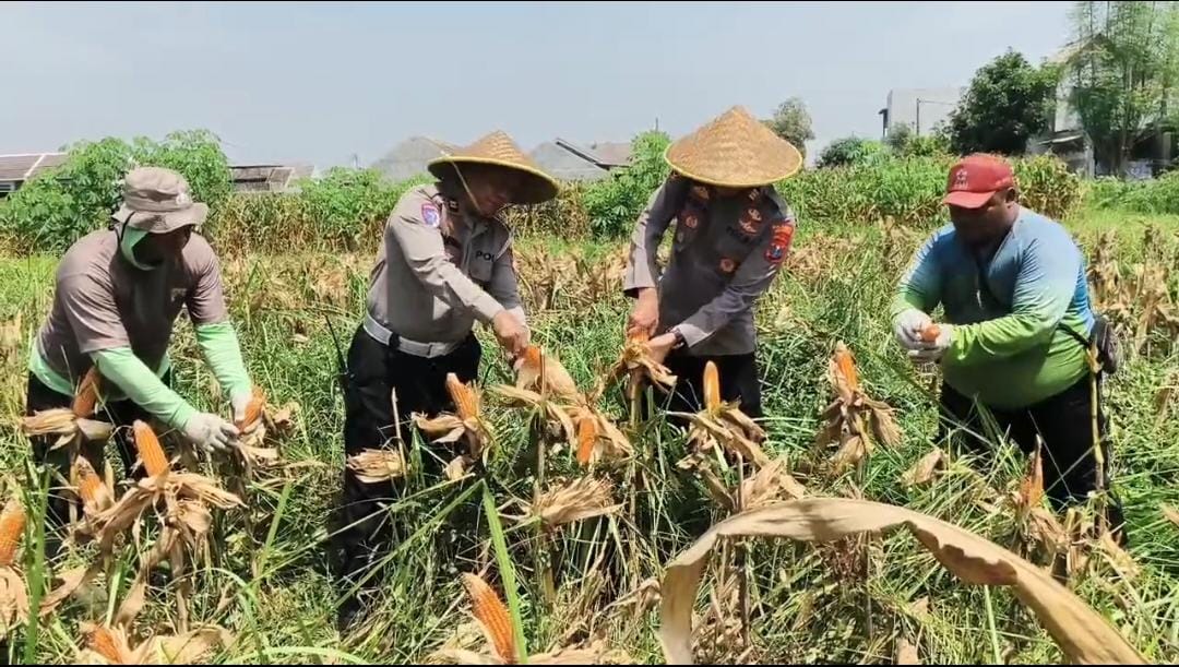 Polisi Ikut Panen Jagung Bersama Warga Wonoayu Sidoarjo