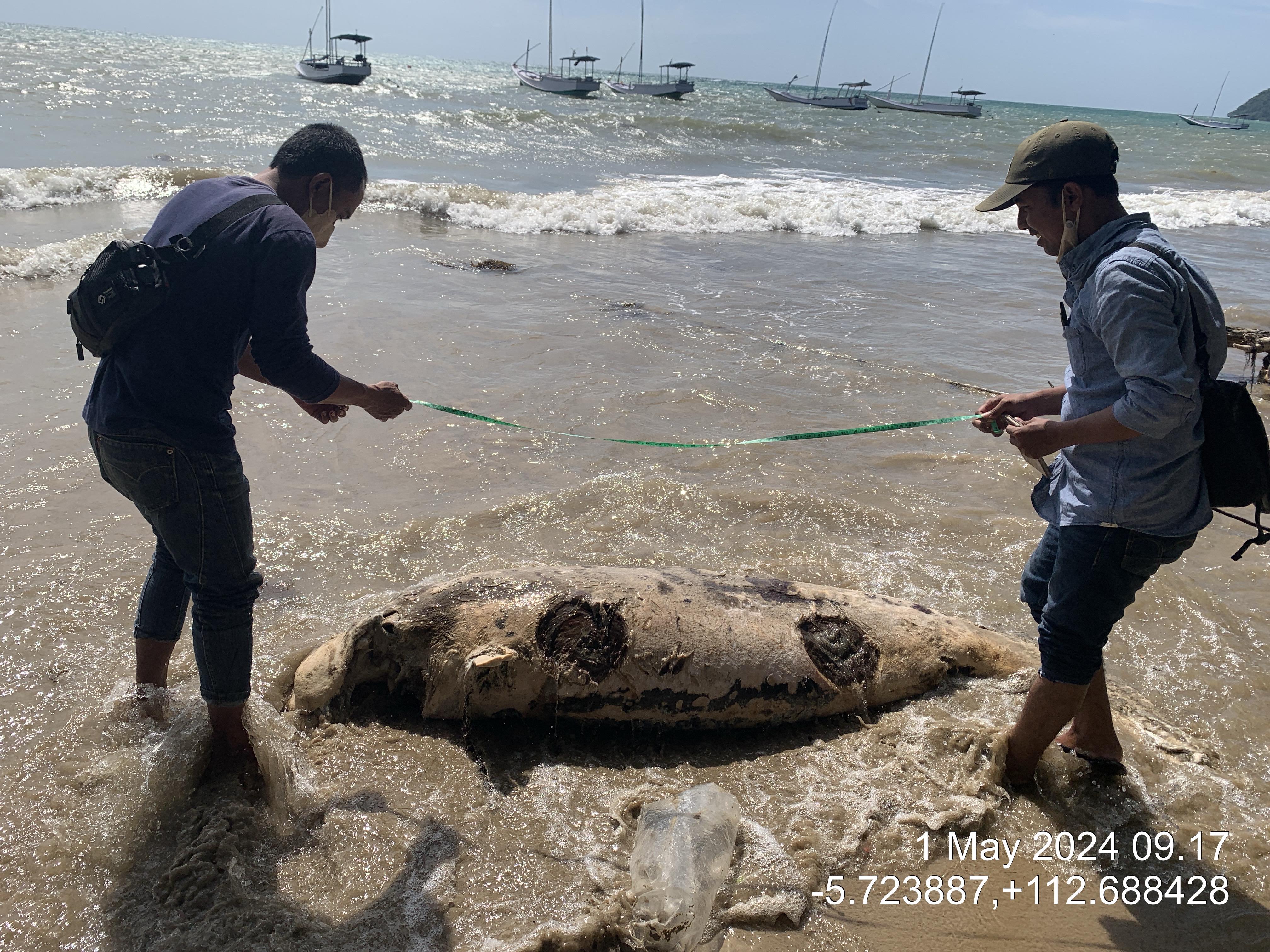 Geger, Warga Bawean Temukan Bangkai Ikan Dugong di Pantai Pajinggahan