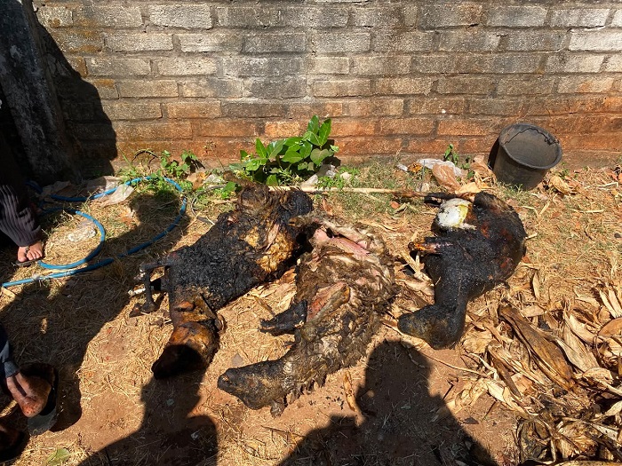 Kandang Ternak Warga Gresik Ludes Terbakar akibat Pembakaran Sampah, Tiga Kambing Mati