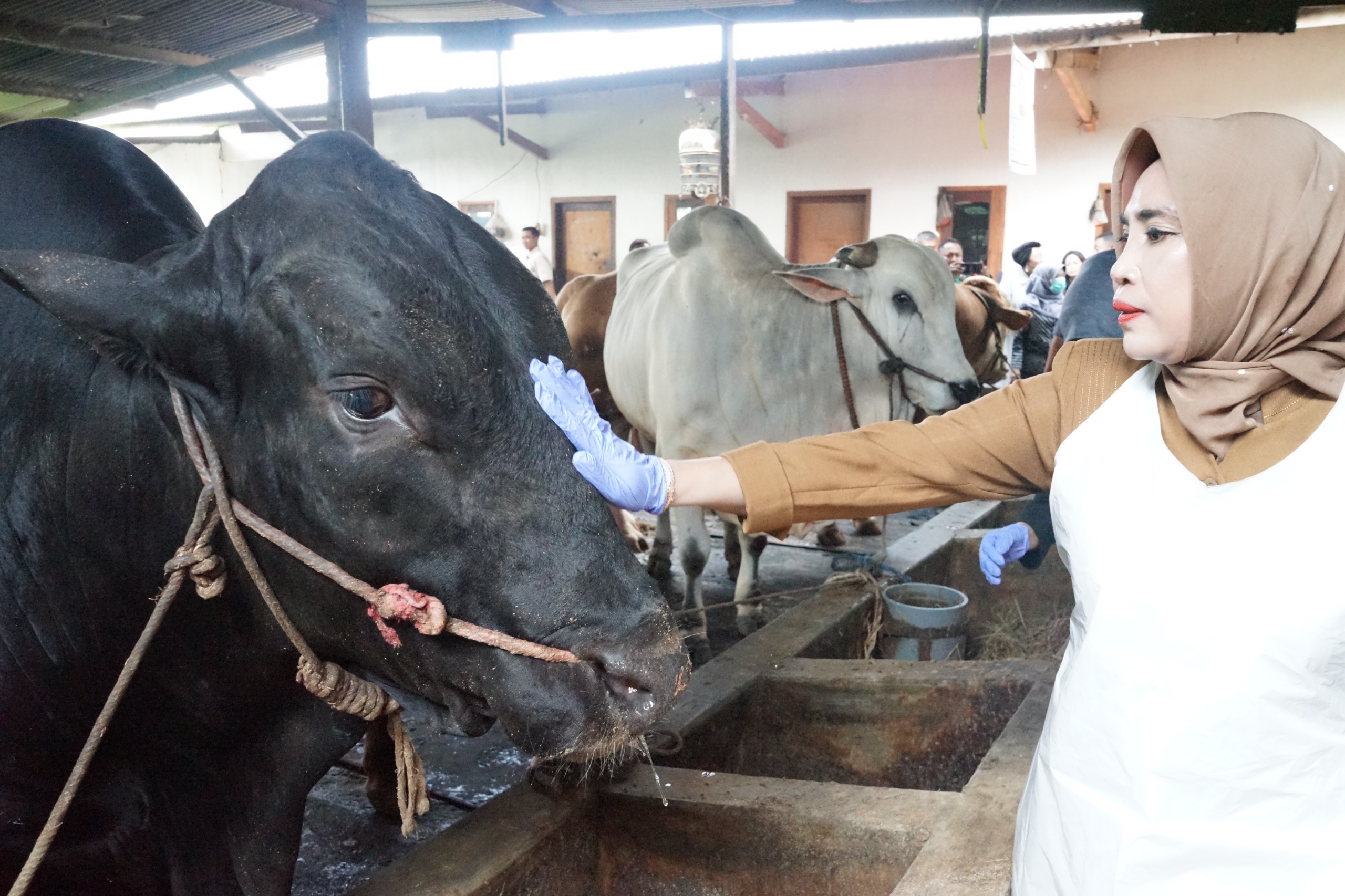 Sidoarjo Terima Satu Ekor Sapi Kurban dari Presiden