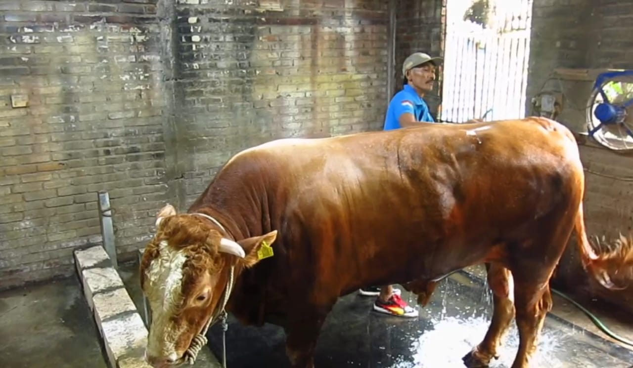 Sapi Raksasa Bruno Gemoy, Hadiah Kurban Presiden Prabowo untuk Masyarakat Surabaya